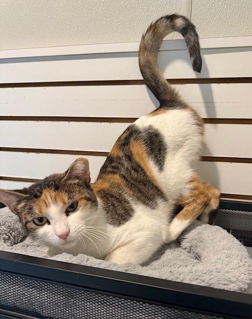 Callie, a Adoptable Domestic Short Hair in Winter Haven, FL image 2/5