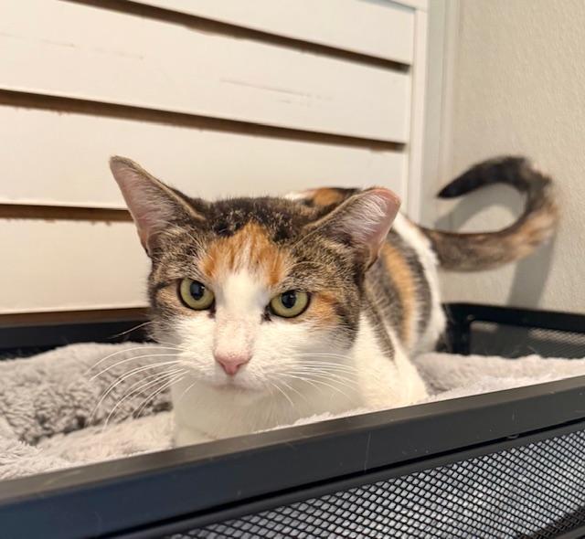 Callie, a Adoptable Domestic Short Hair in Winter Haven, FL image 3/5