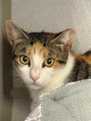 Callie, a Adoptable Domestic Short Hair in Winter Haven, FL image 5/5