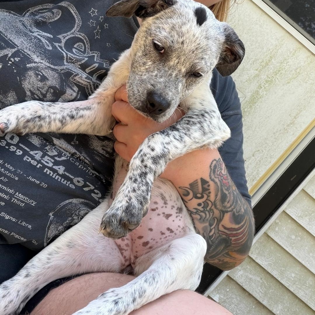 Oopsie Daisy, Adoptable, Puppy Female American Staffordshire Terrier & Pit Bull Terrier.