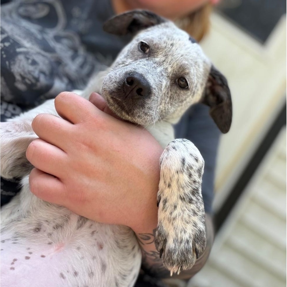 Oopsie Daisy, a Adoptable mixed breed in Colonial Heights, VA image 2/3