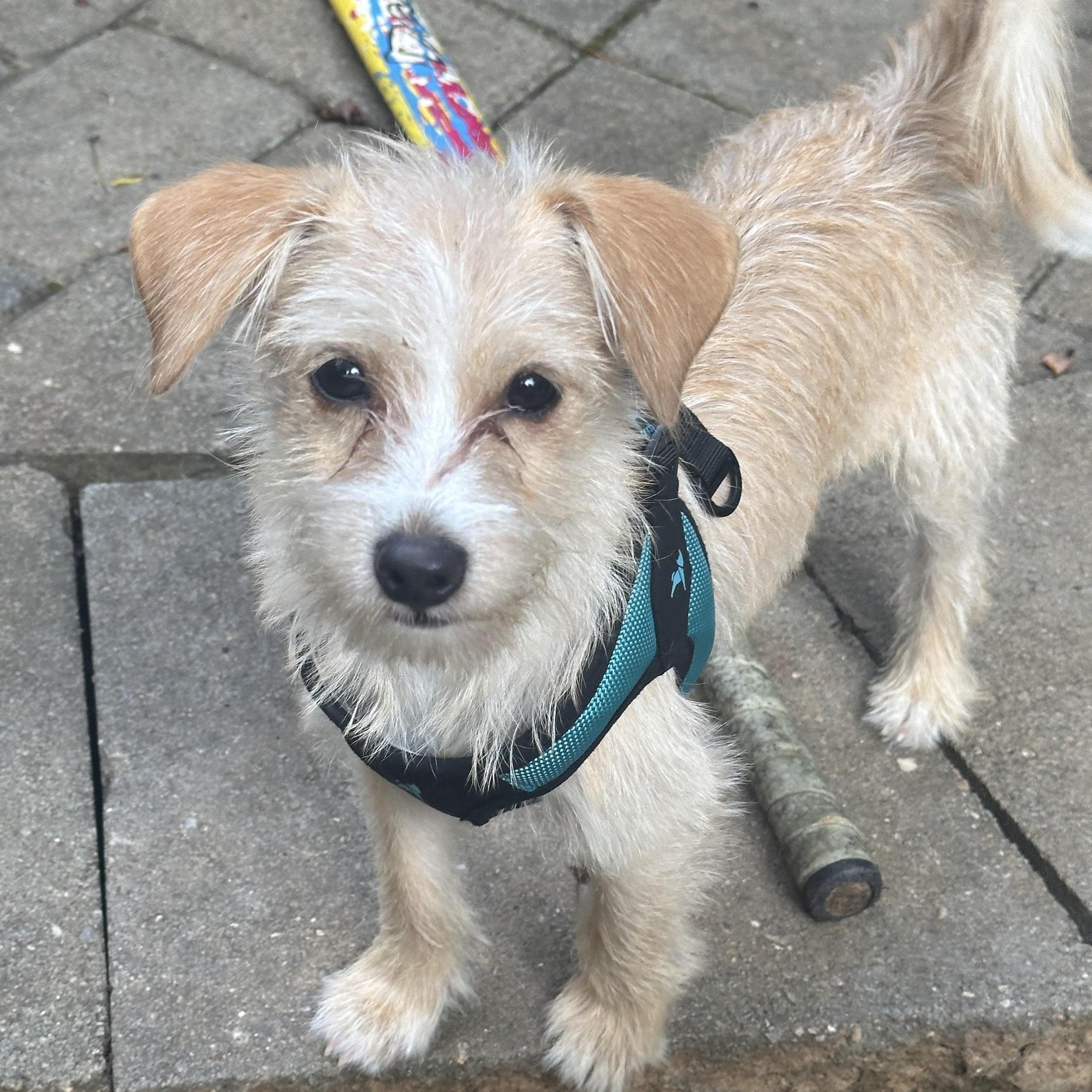 Scotti, an adopted mixed breed in Richmond, VA image 2/5