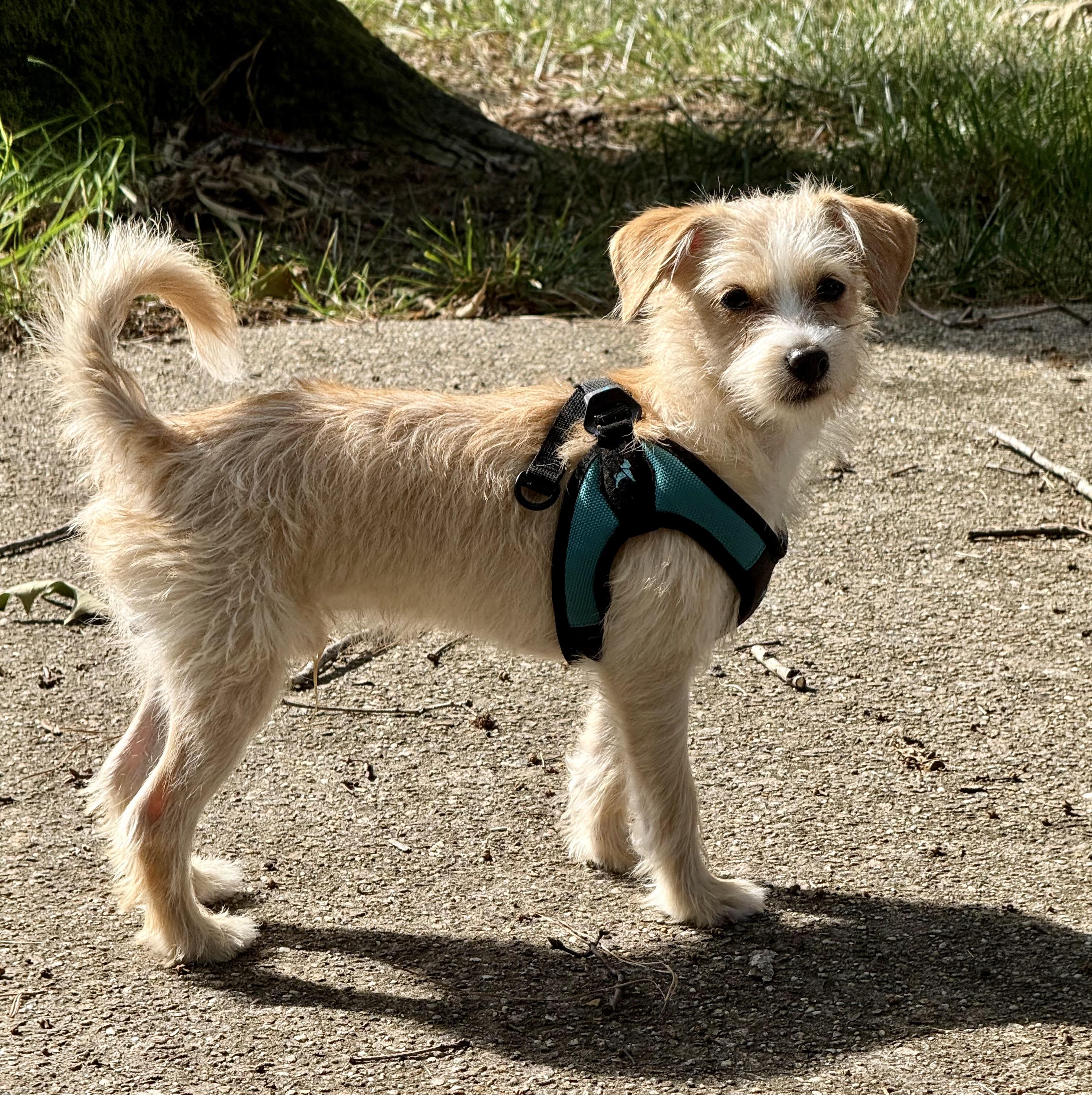 Scotti, an adopted mixed breed in Richmond, VA image 1/5
