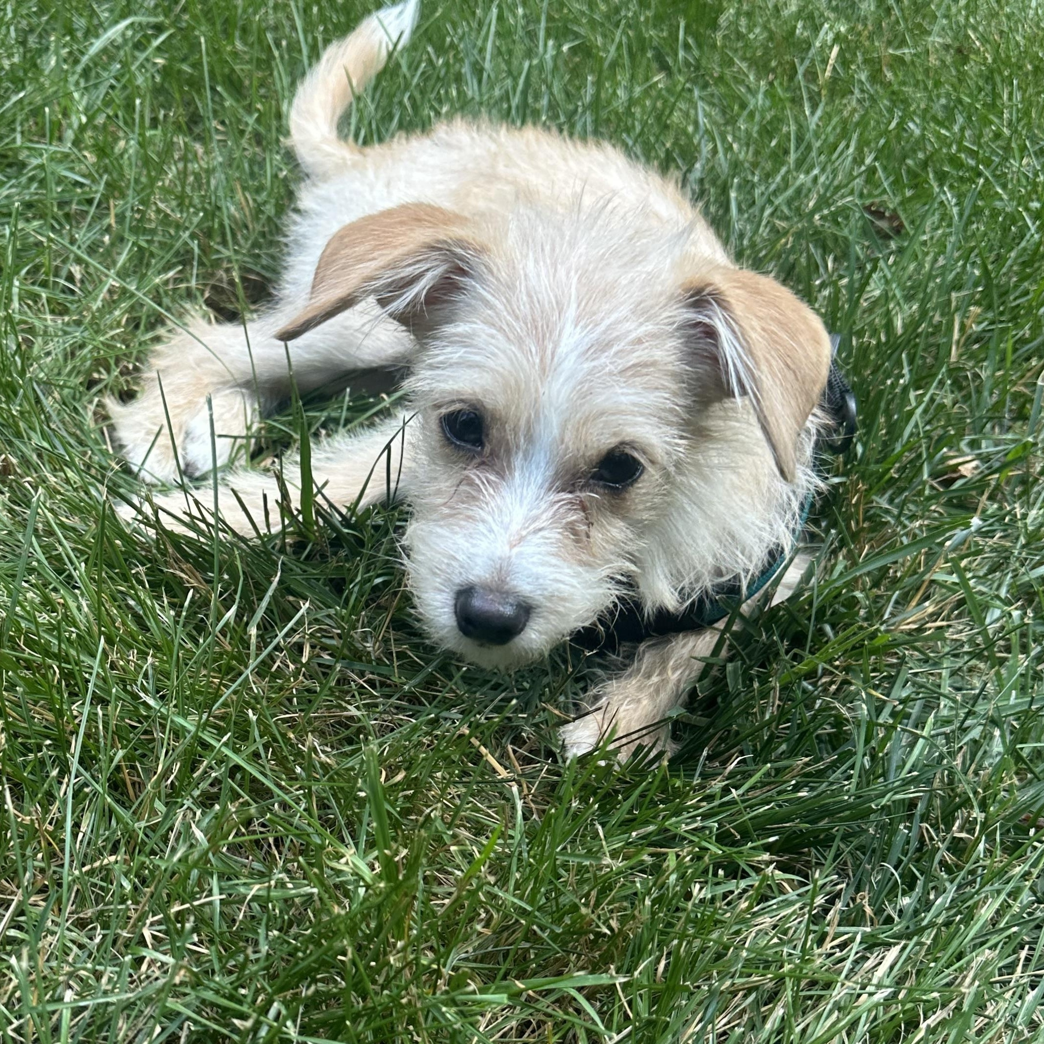 Scotti, an adopted mixed breed in Richmond, VA image 4/5