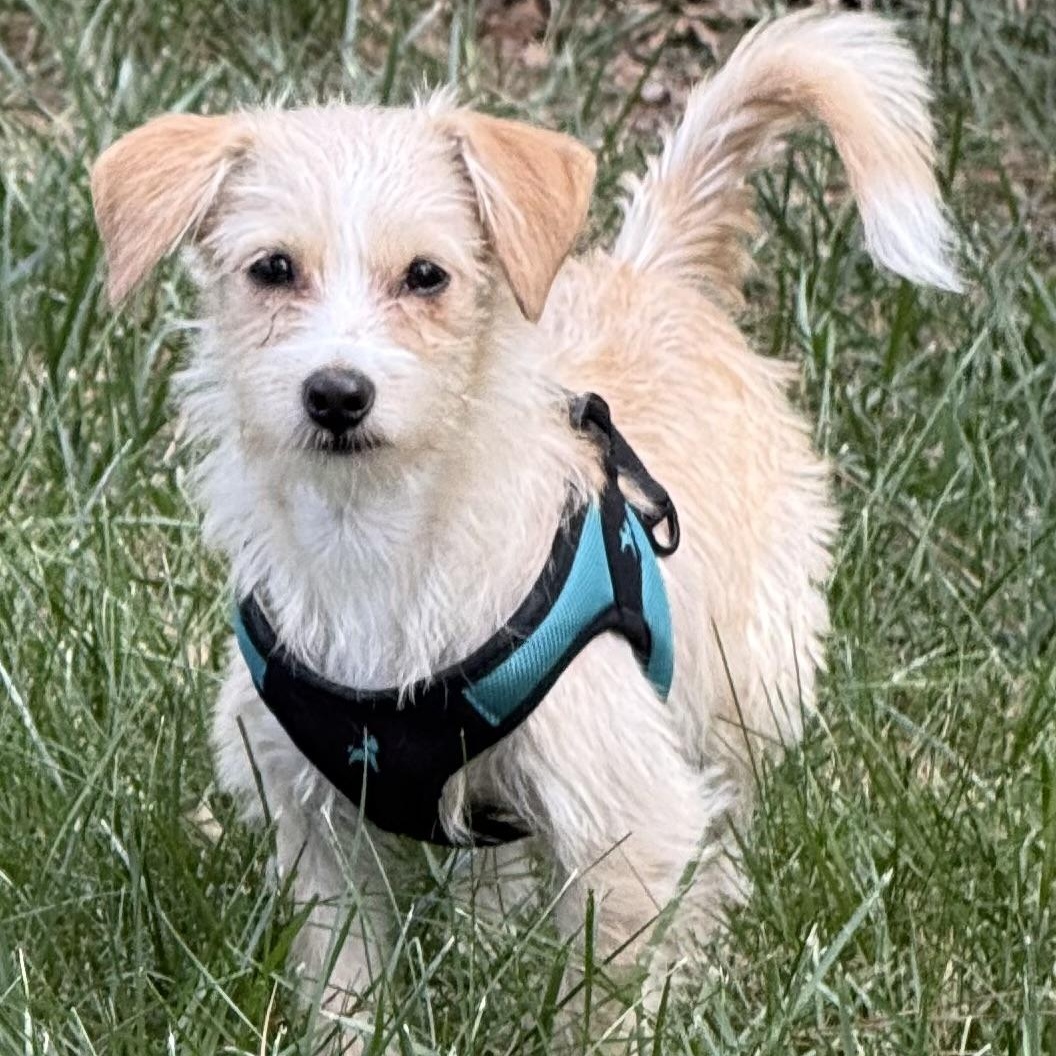 Scotti, an adopted mixed breed in Richmond, VA image 3/5