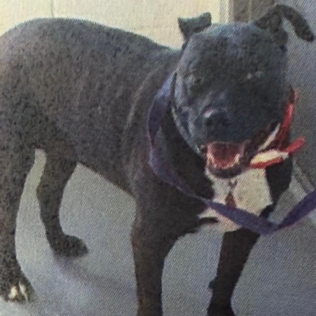 Missy, Adoptable, Senior Female Black Labrador Retriever.