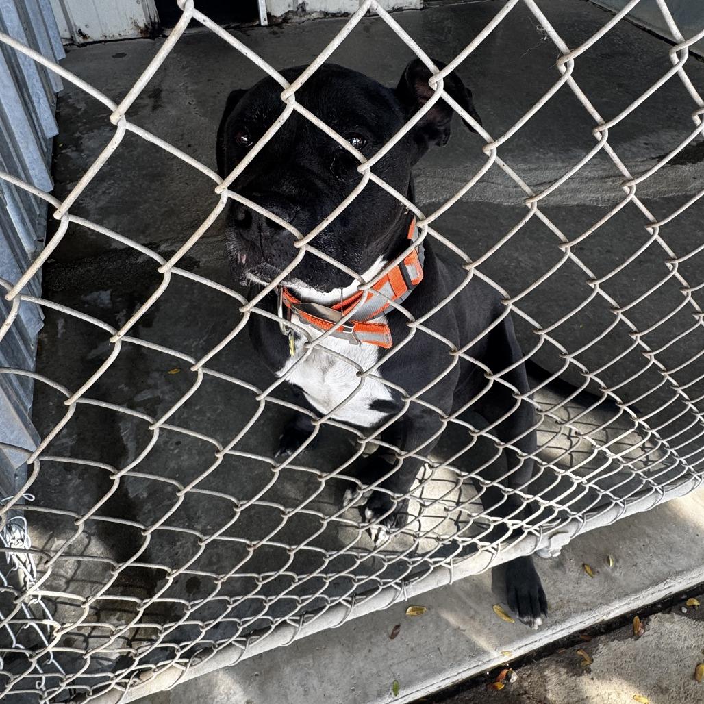 Enlarge Missy, a Adoptable Black Labrador Retriever in Carlin, NV image 2/2