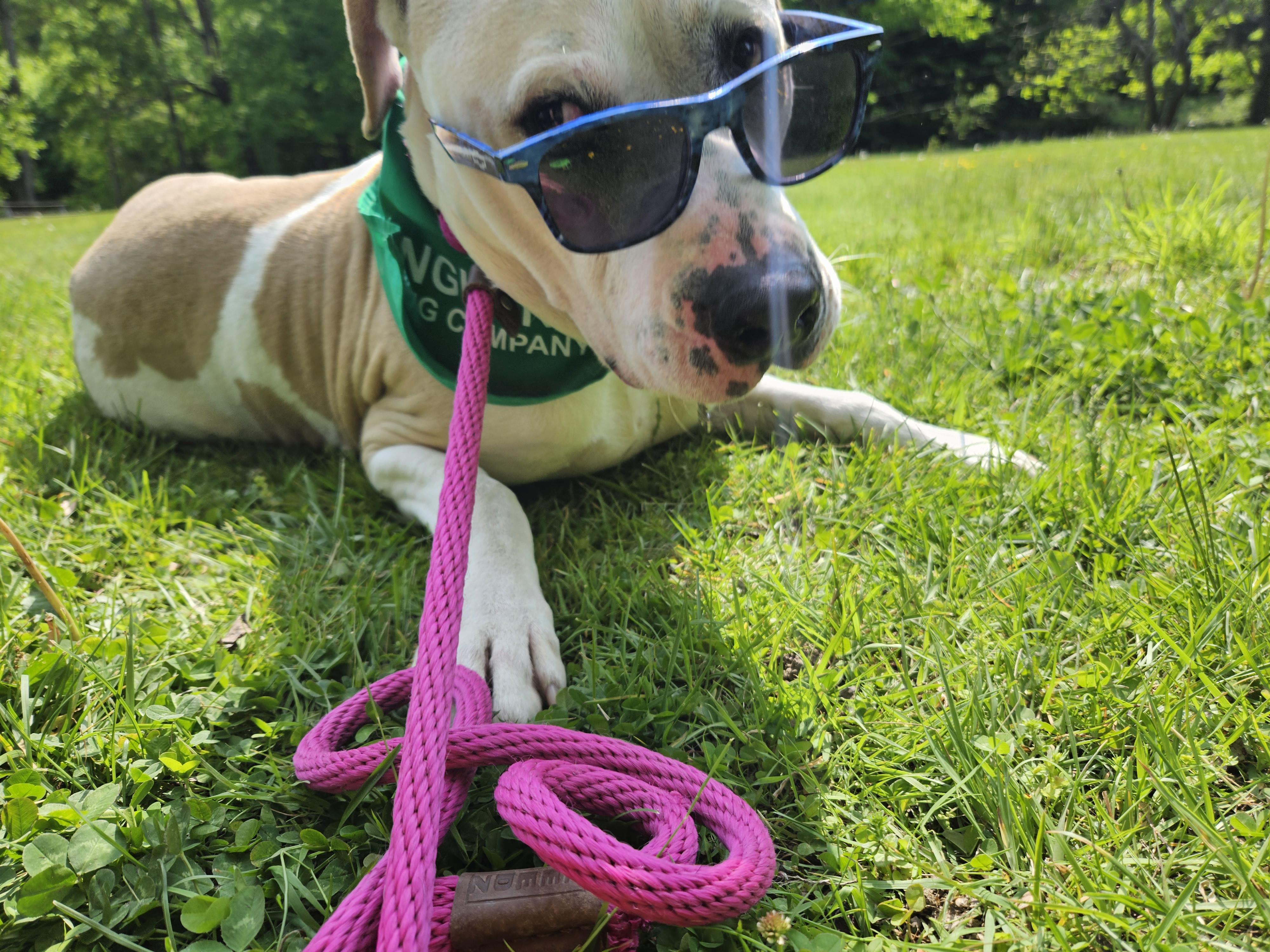 Basil, a Adoptable mixed breed in Sharon, CT image 2/4