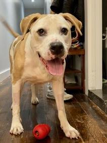 Basil, Adoptable, Adult Male American Staffordshire Terrier & Treeing Walker Coonhound.