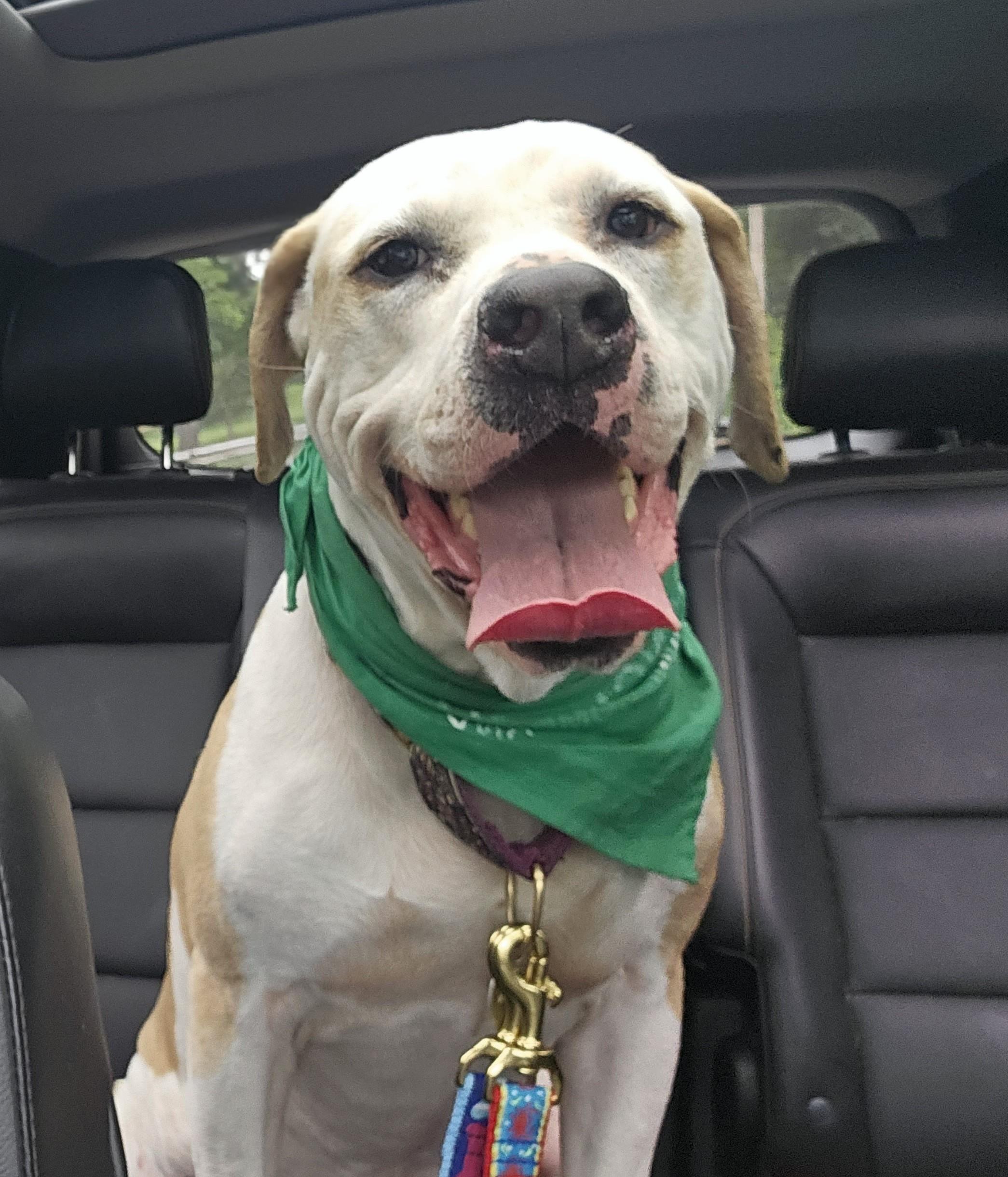 Enlarge Basil, a Adoptable mixed breed in Sharon, CT image 1/3