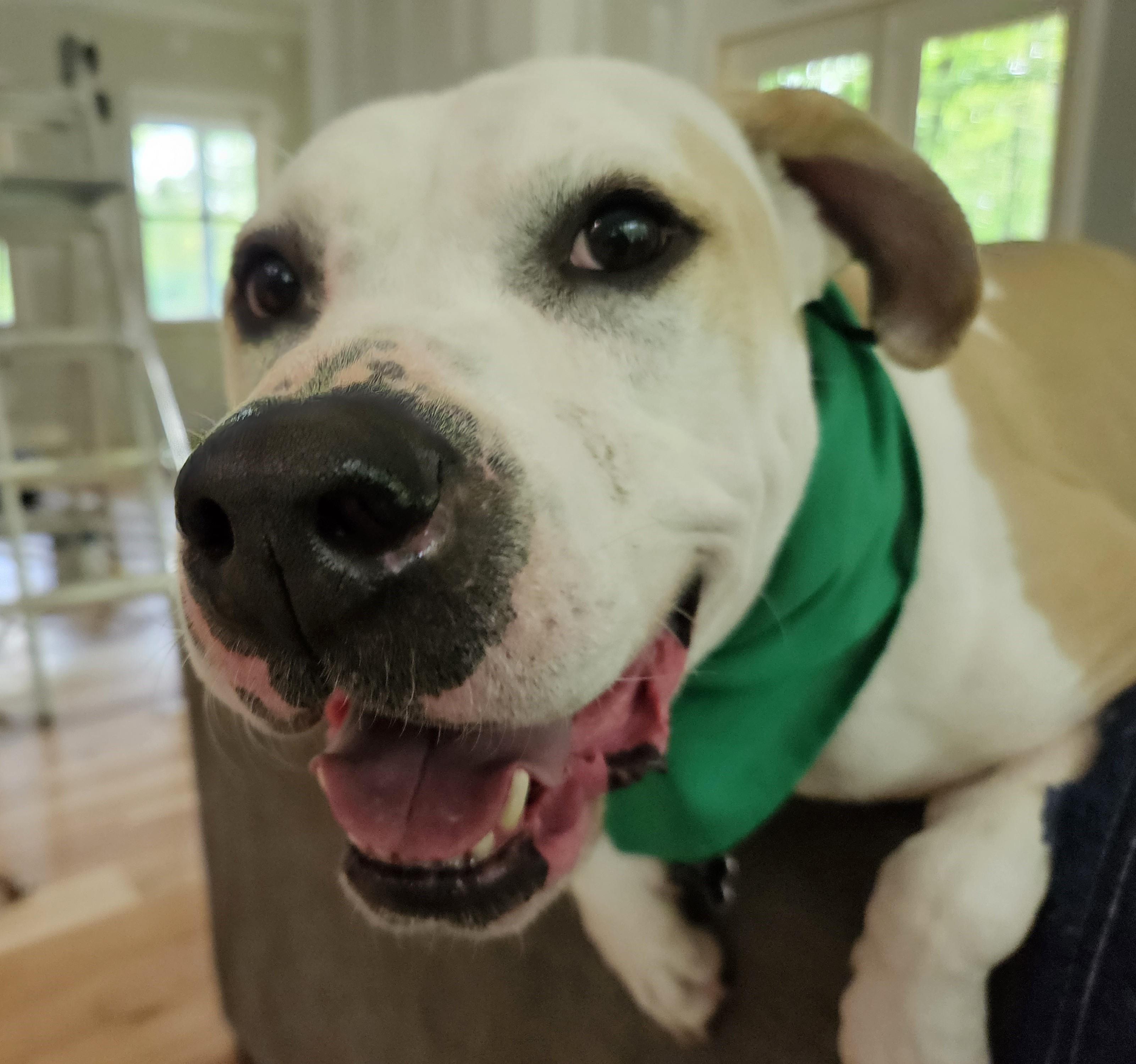 Basil, a Adoptable mixed breed in Sharon, CT image 4/4