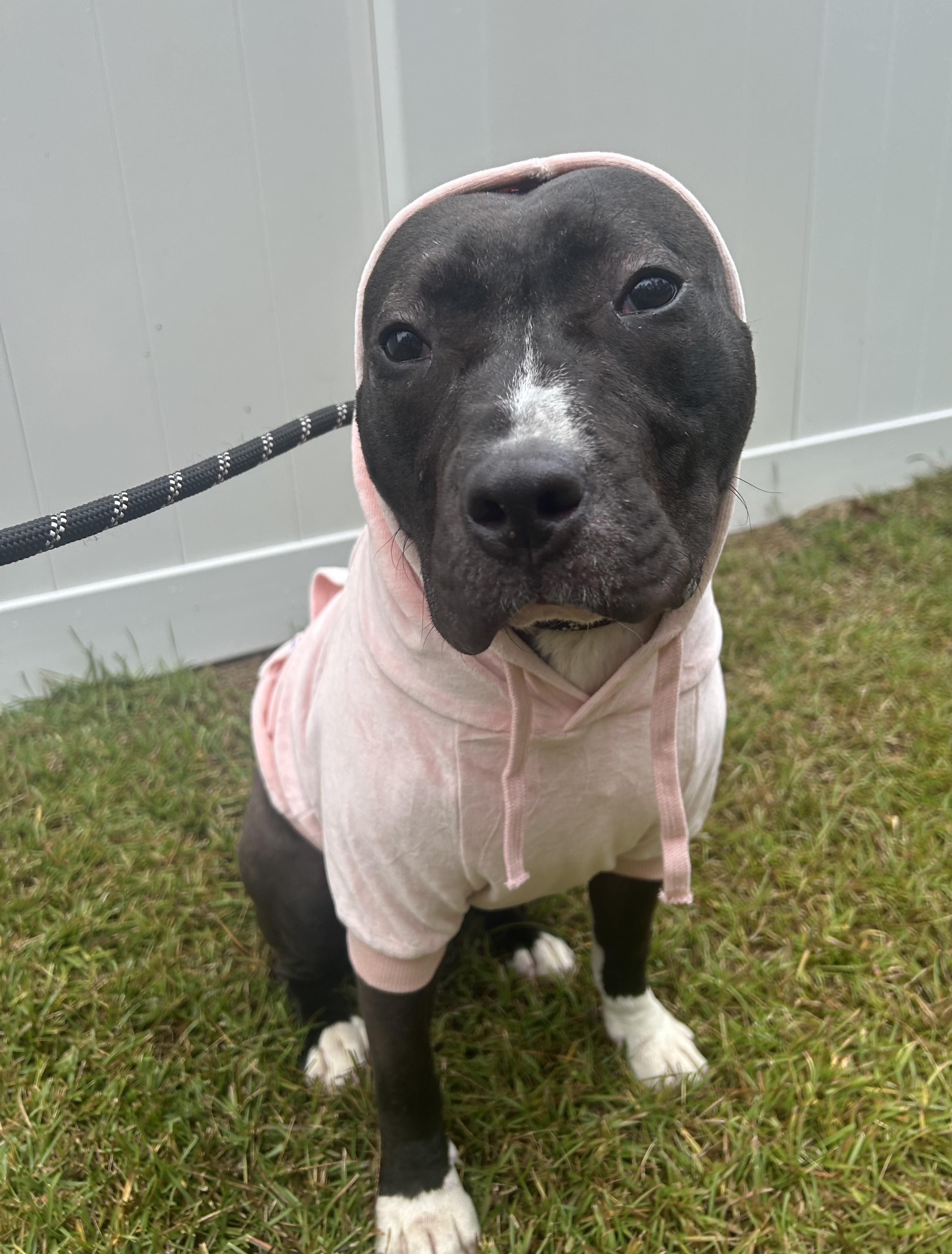 **Why isn’t anyone picking me?” Love, Luna, an adoptable Pit Bull Terrier, American Staffordshire Terrier in Houlton, ME, 04730 | Photo Image 2