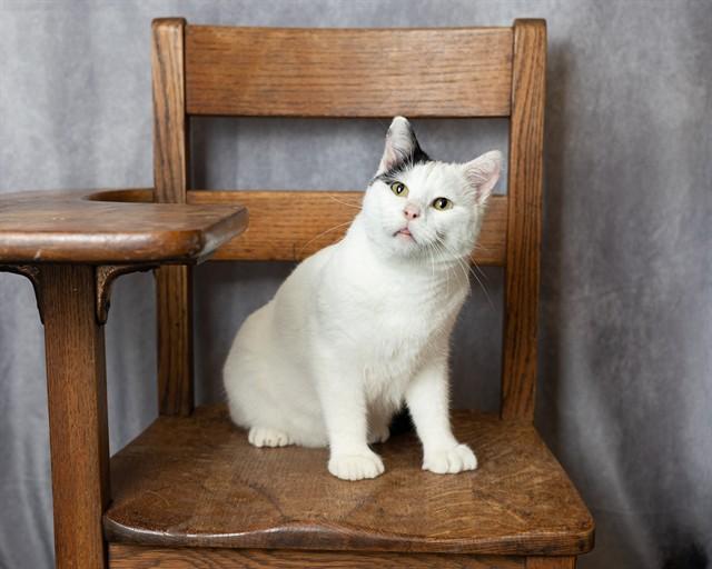 SNOOPY, Adoptable, Young Male Domestic Short Hair.