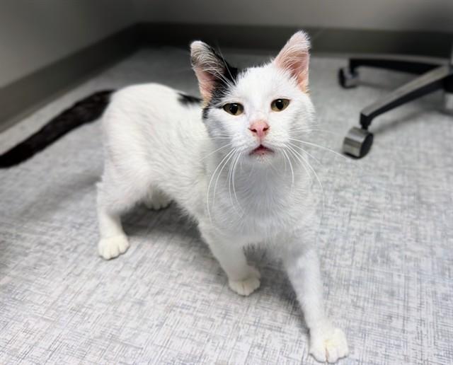 Enlarge SNOOPY, a Adoptable Domestic Short Hair in Ames, IA image 1/1