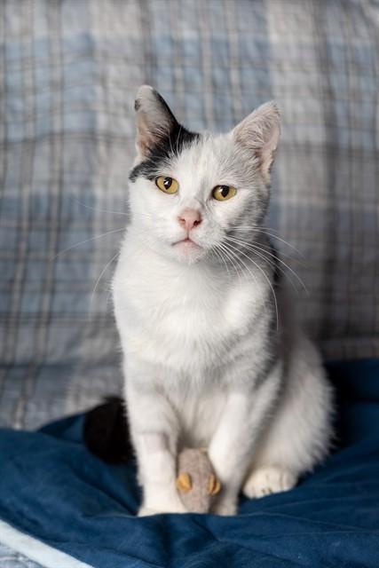 SNOOPY, Adoptable, Young Male Domestic Short Hair.