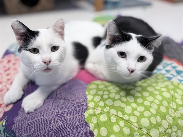 SNOOPY, Adoptable, Young Male Domestic Short Hair.