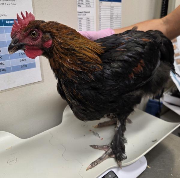 Enlarge Egg Sheeran, a Adoptable mixed breed in El Cajon, CA image 1/1