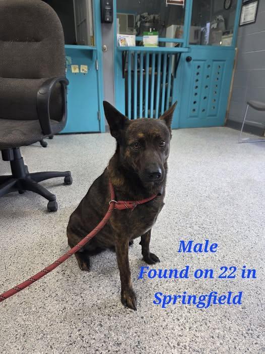 Gibbles, Adoptable, Young Male Cattle Dog & Pit Bull Terrier.