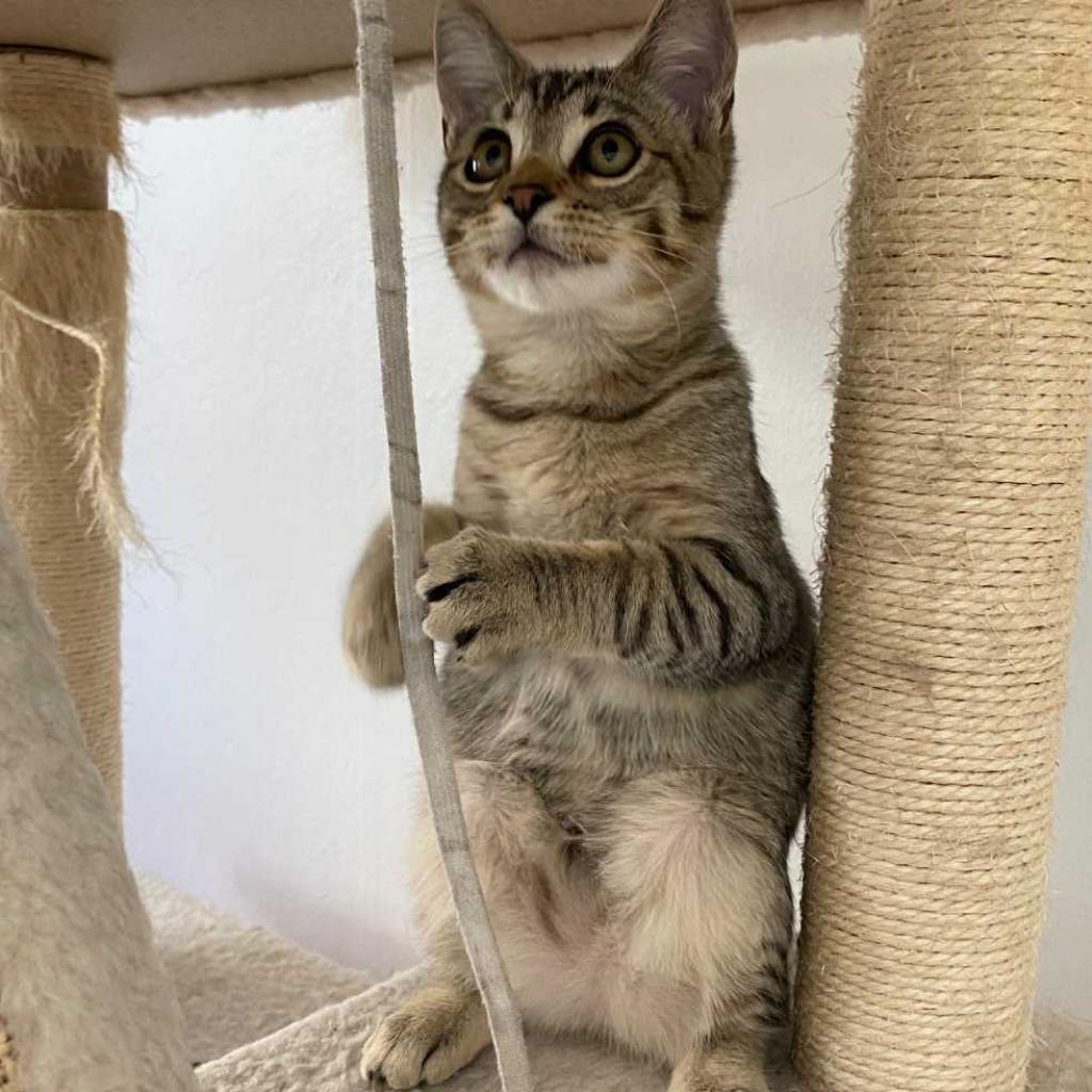 Pepper — thumbnail 2