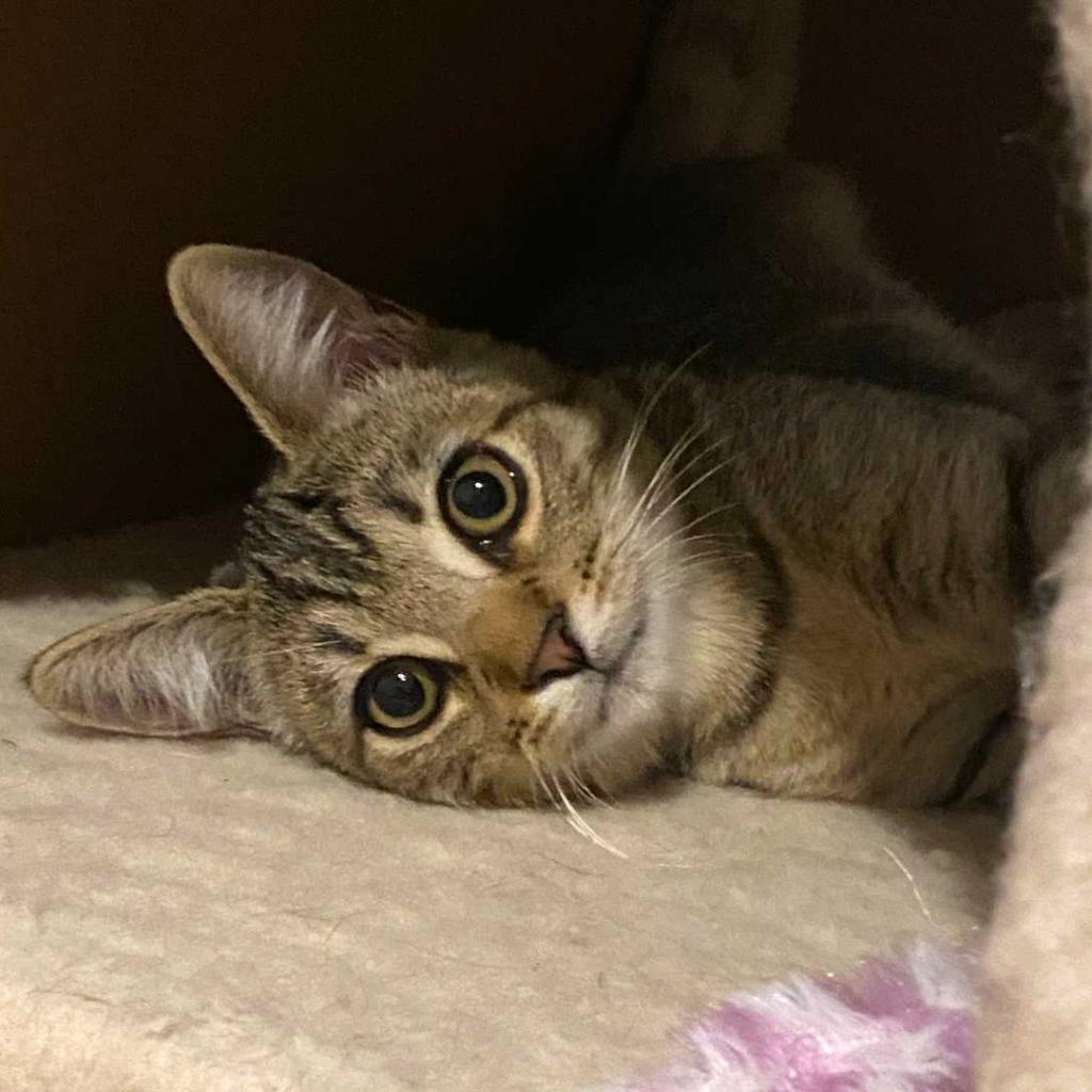 Pepper — thumbnail 3