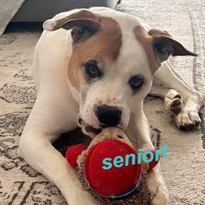 Popeye — thumbnail 6