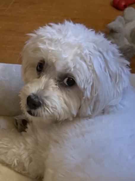 Molly Kaye, an adopted mixed breed in Prince Frederick, MD image 3/4