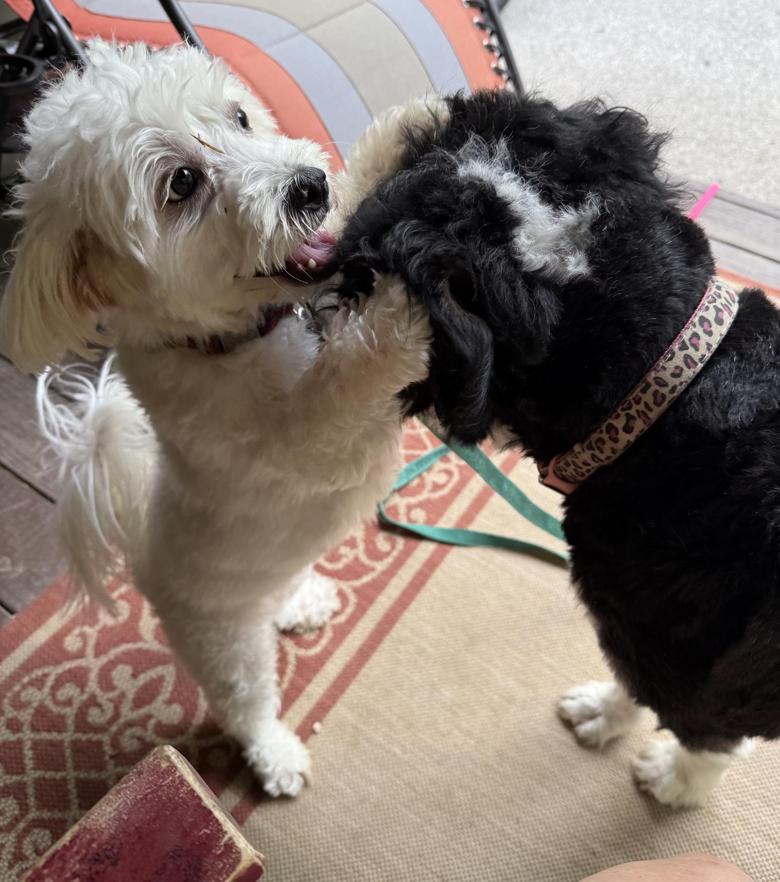 Molly Kaye, an adopted mixed breed in Prince Frederick, MD image 2/4
