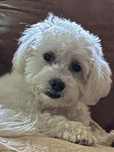 Molly Kaye, adopted, Young Female Maltese & Shih Tzu.