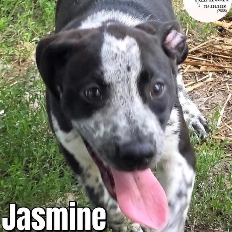 Enlarge Jasmine, a Adoptable mixed breed in Washington, PA image 1/3
