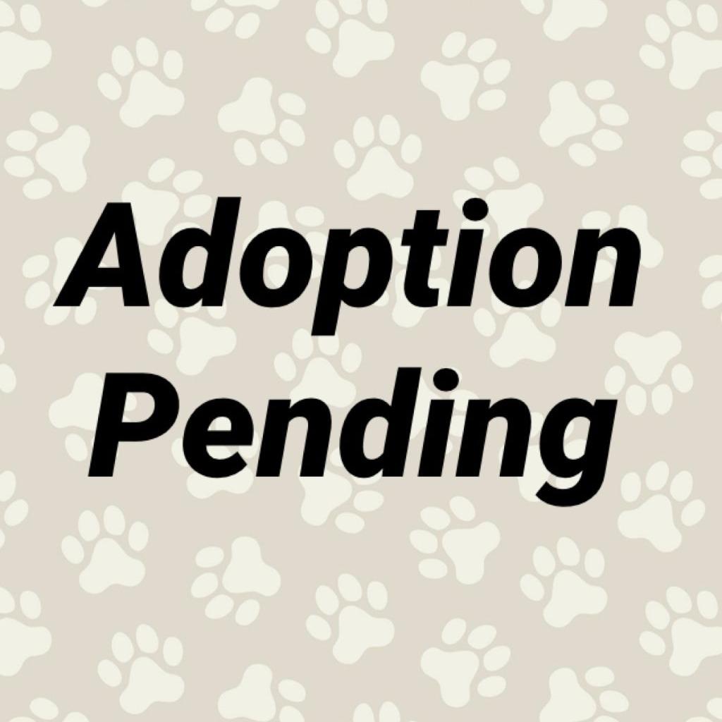 Enlarge Jasmine, a Adoptable mixed breed in Washington, PA image 3/3