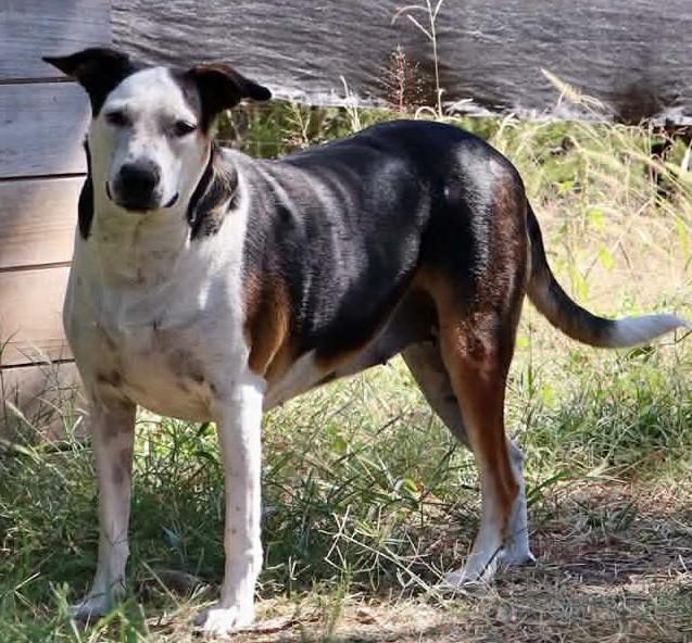 Enlarge Shirley, a Adoptable mixed breed in Burnsville, MN image 5/5
