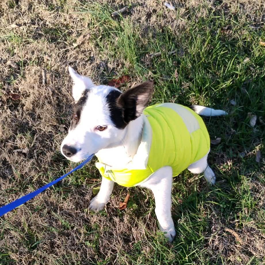 Maple, Adoptable, Puppy Female German Shepherd Dog.