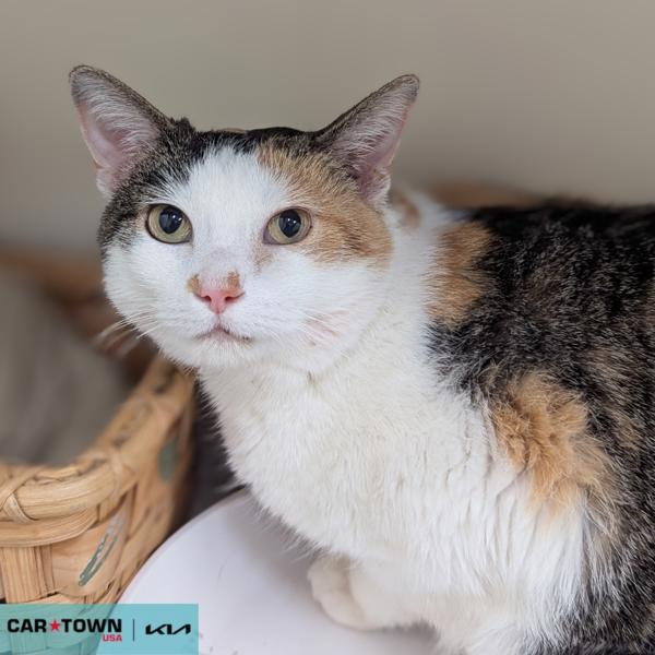 Lila, Adoptable, Senior Female Domestic Short Hair.