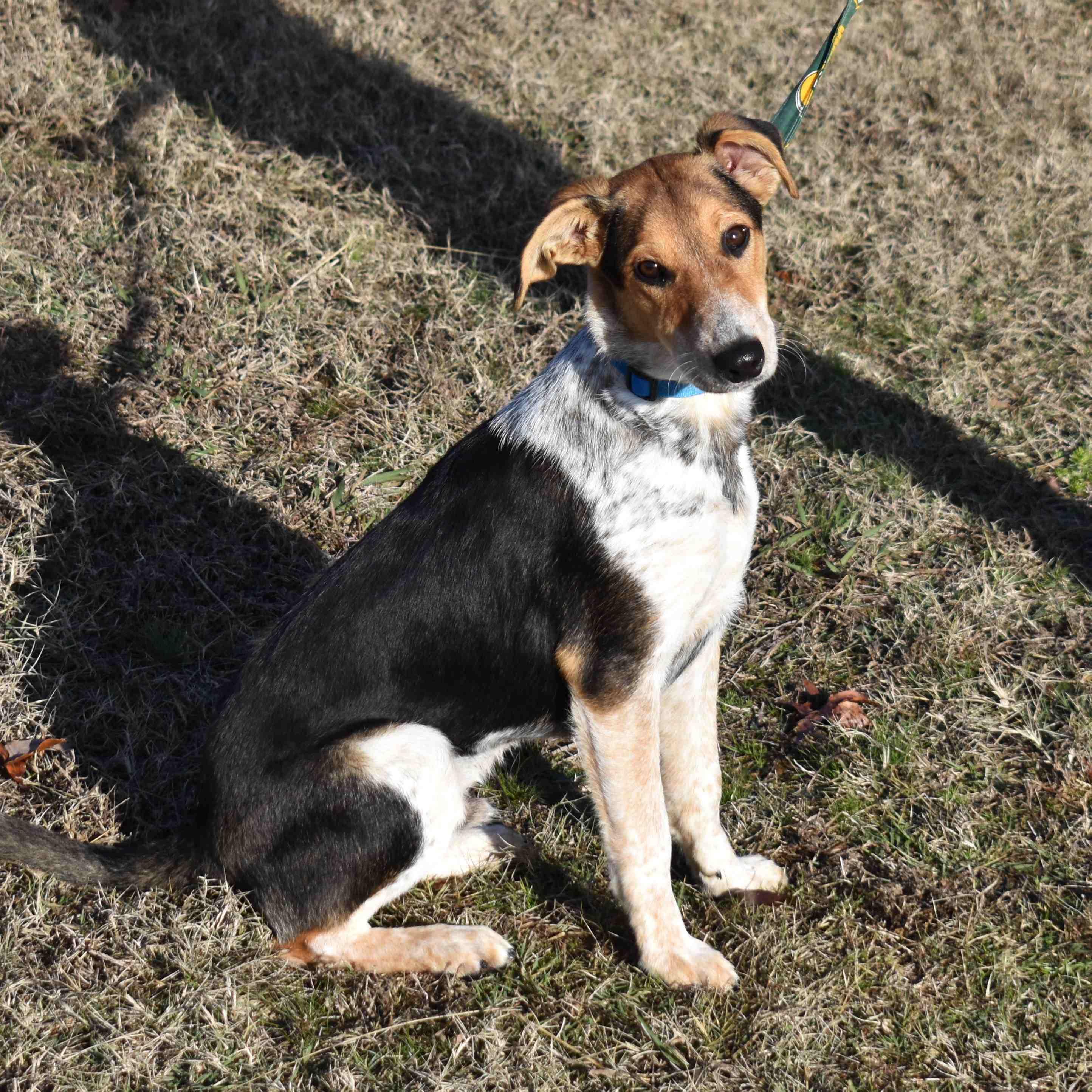 Enlarge Willy, a ADOPTABLE Mixed Breed in Searcy, AR image 5/6