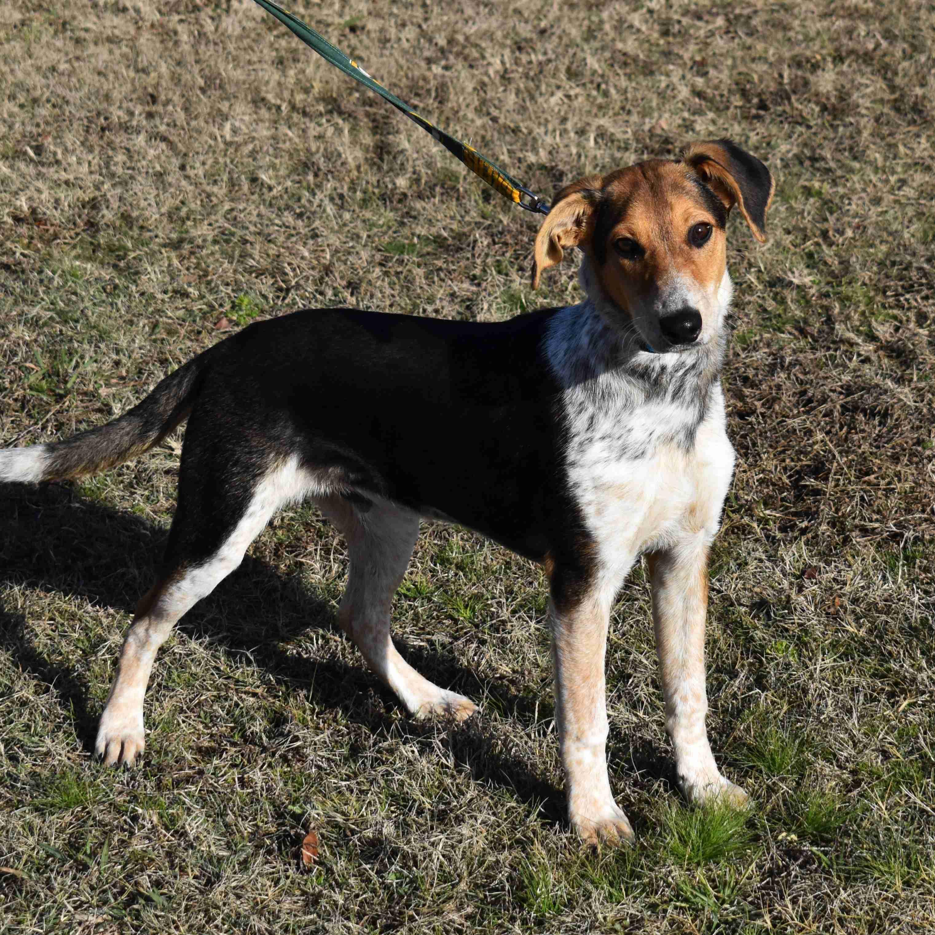 Willy, ADOPTABLE, Puppy Male Mixed Breed.