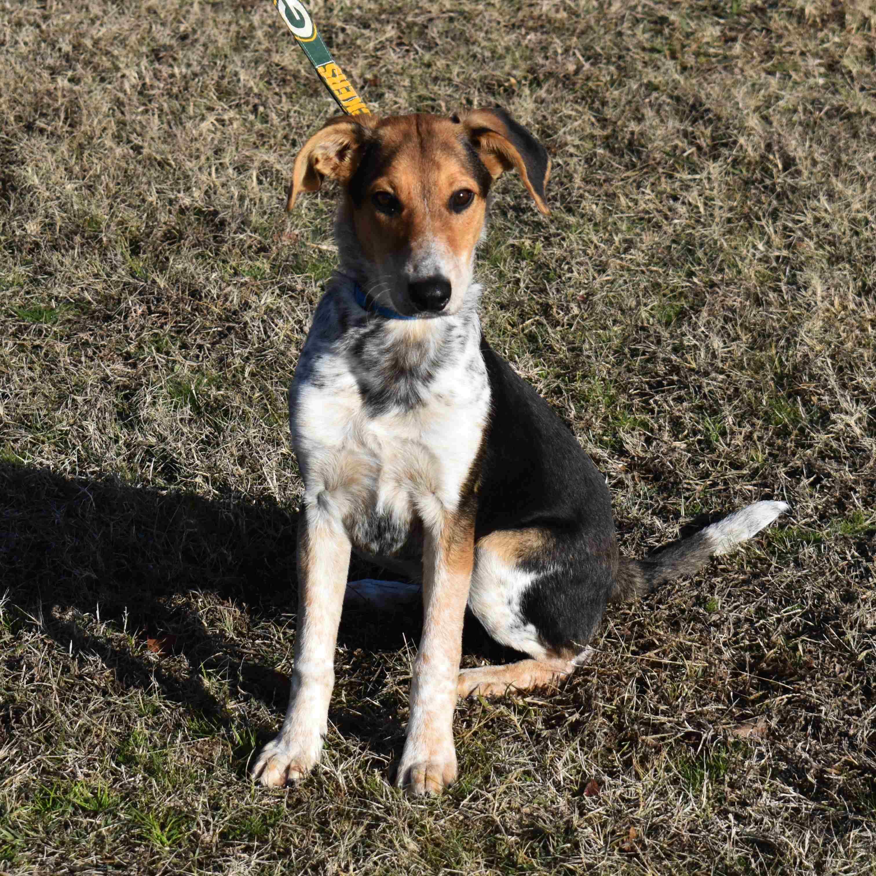 Enlarge Willy, a ADOPTABLE Mixed Breed in Searcy, AR image 2/6