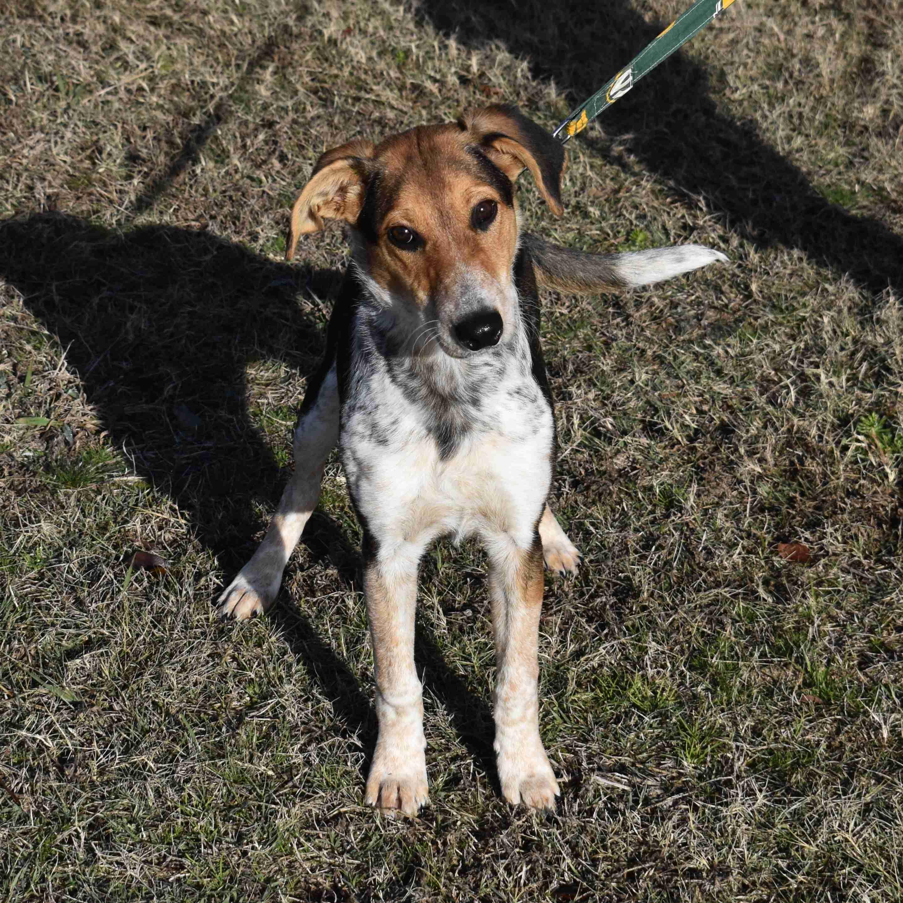 Enlarge Willy, a ADOPTABLE Mixed Breed in Searcy, AR image 4/6