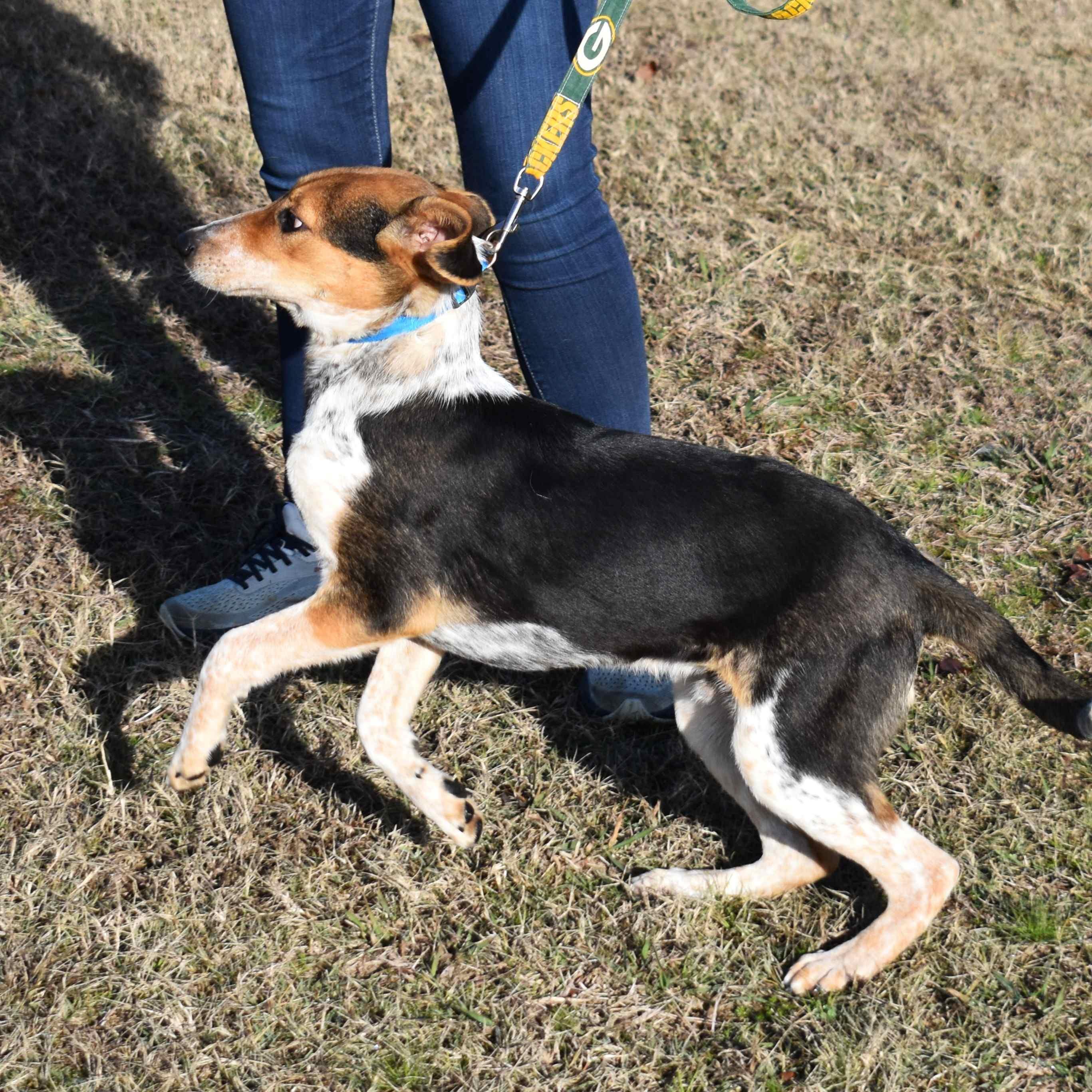 Enlarge Willy, a ADOPTABLE Mixed Breed in Searcy, AR image 6/6