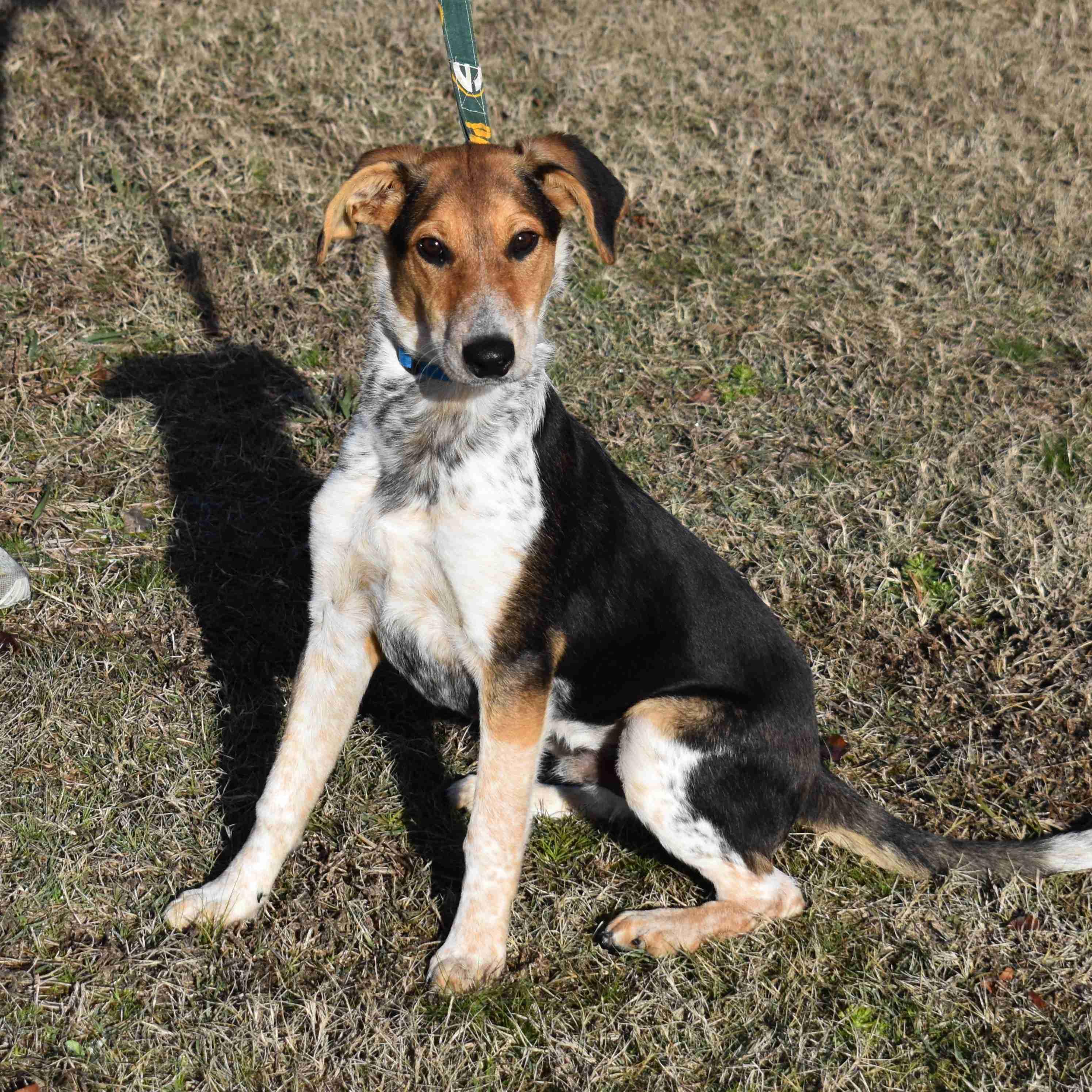 Enlarge Willy, a ADOPTABLE Mixed Breed in Searcy, AR image 3/6