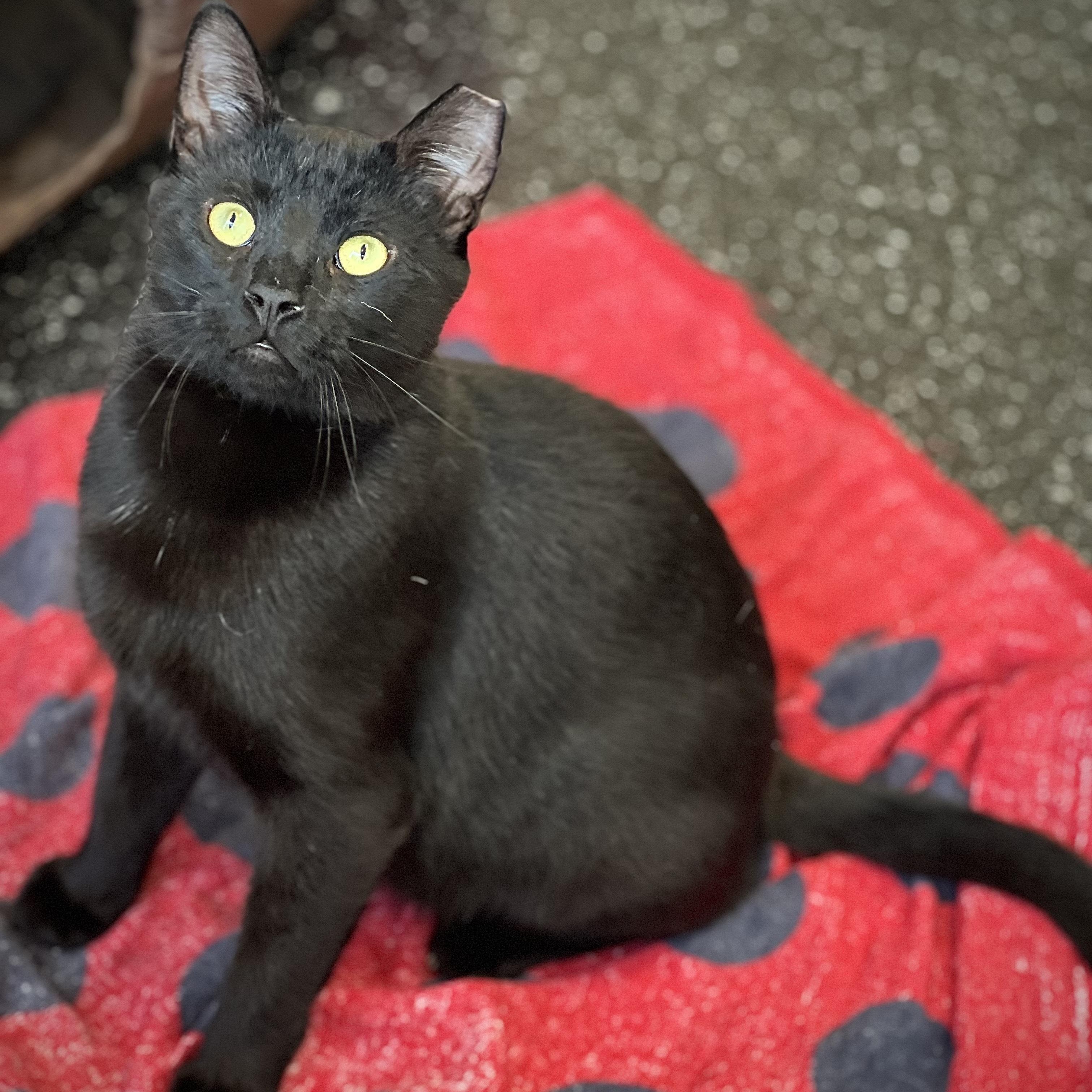 Buzz & Dr. Langdon, a ADOPTABLE Domestic Short Hair in Waltham, MA image 3/6