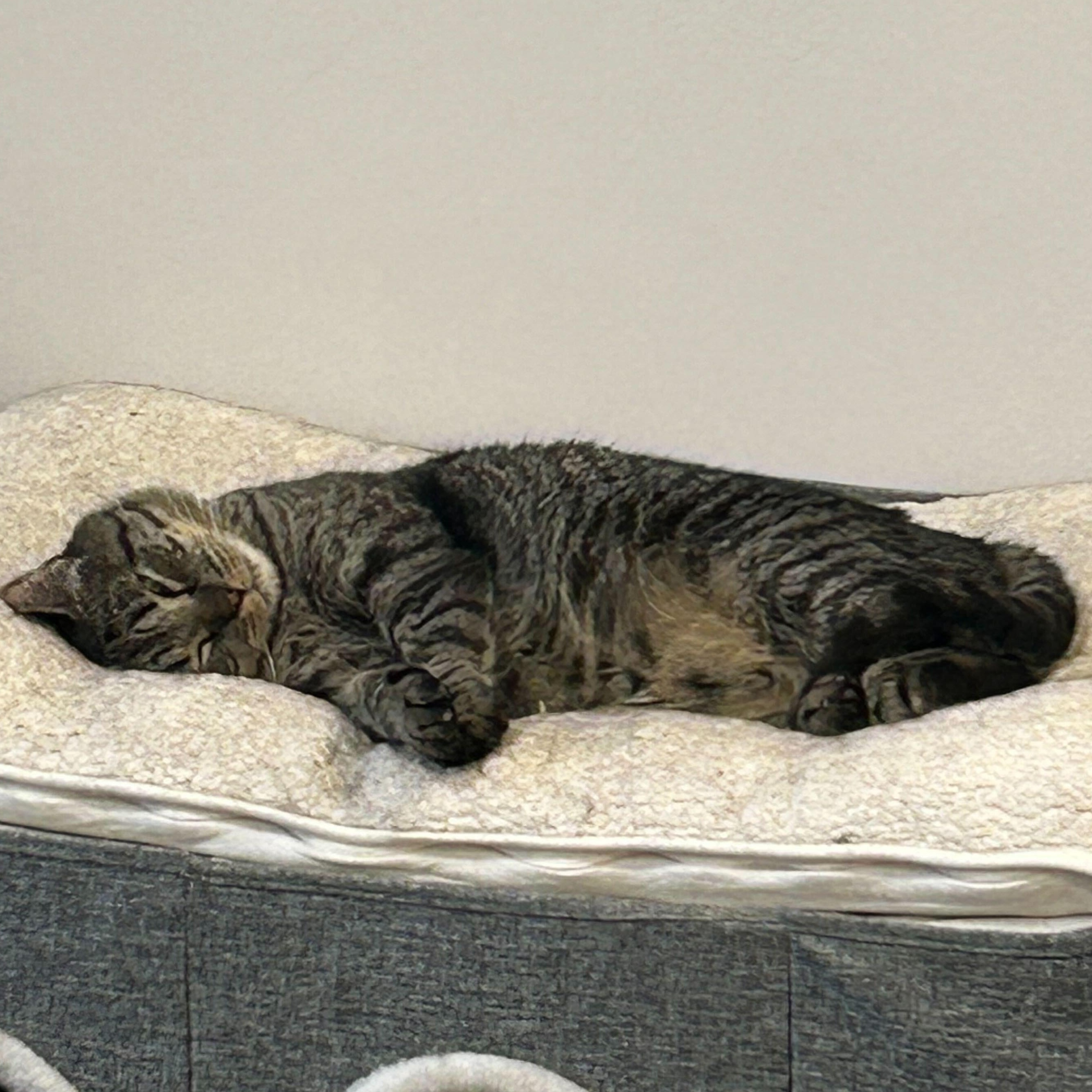 Buzz & Dr. Langdon, a ADOPTABLE Domestic Short Hair in Waltham, MA image 4/6
