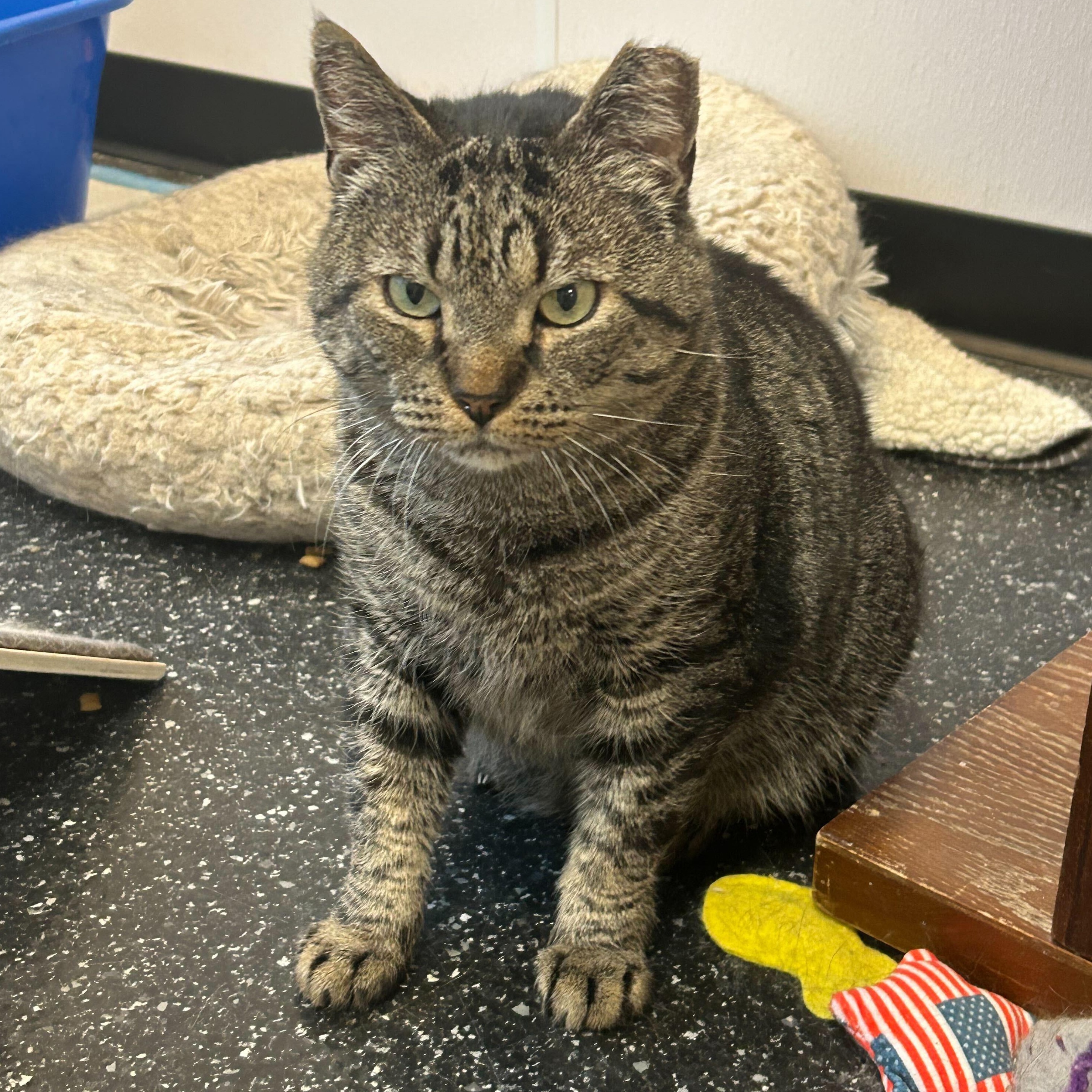 Buzz & Dr. Langdon, a ADOPTABLE Domestic Short Hair in Waltham, MA image 2/6