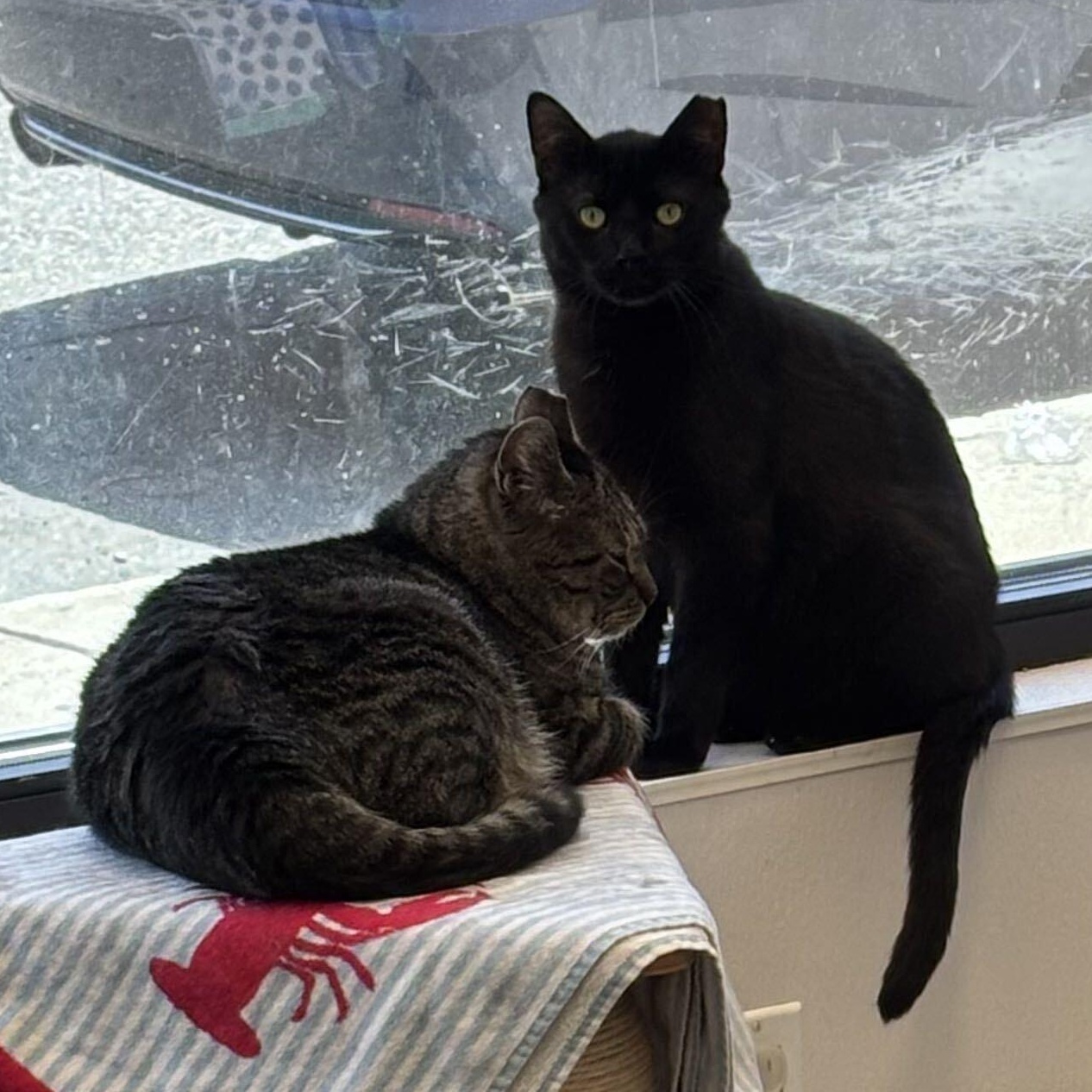 Buzz & Dr. Langdon, ADOPTABLE, Adult Male Domestic Short Hair.