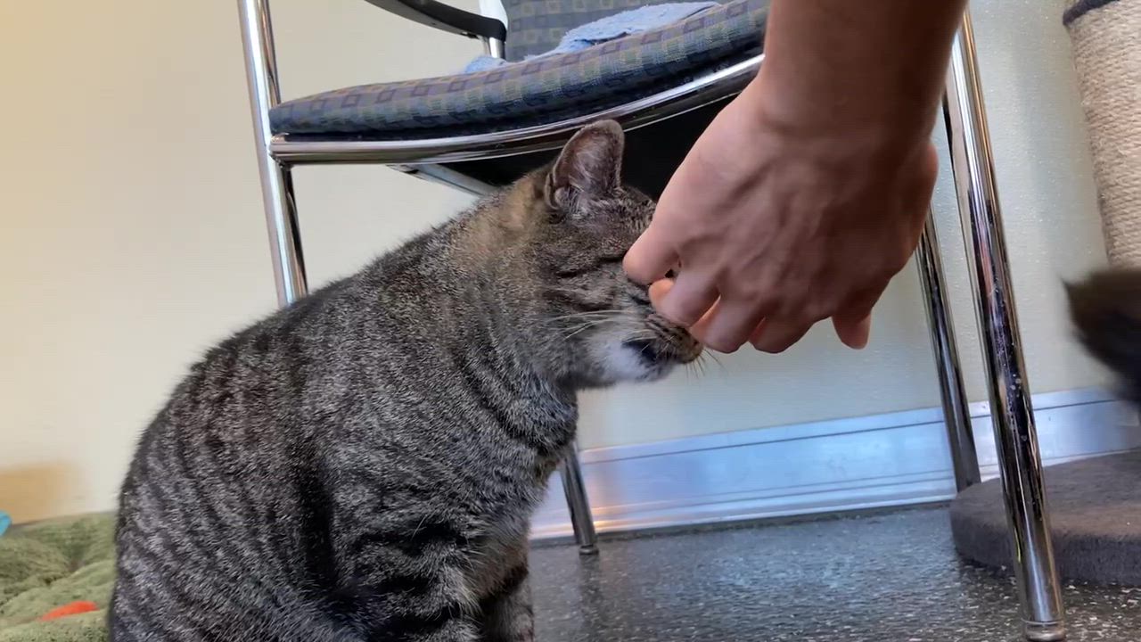Enlarge Buzz & Dr. Langdon, a ADOPTABLE Domestic Short Hair in Waltham, MA video 6/6