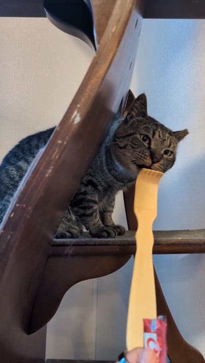 Enlarge Buzz & Dr. Langdon, a ADOPTABLE Domestic Short Hair in Waltham, MA video 5/6