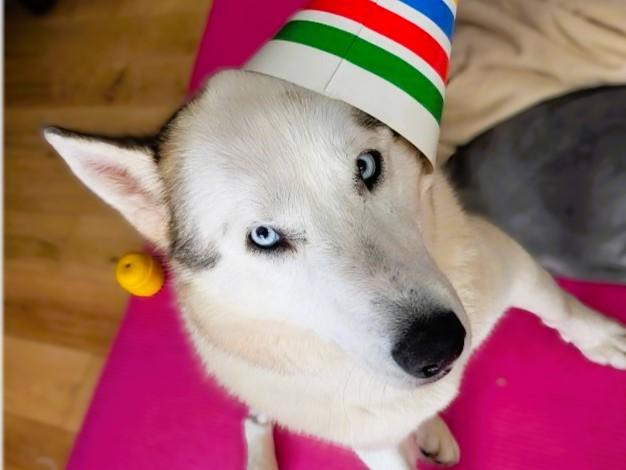 ALLIE, Adoptable, Adult Female Husky.