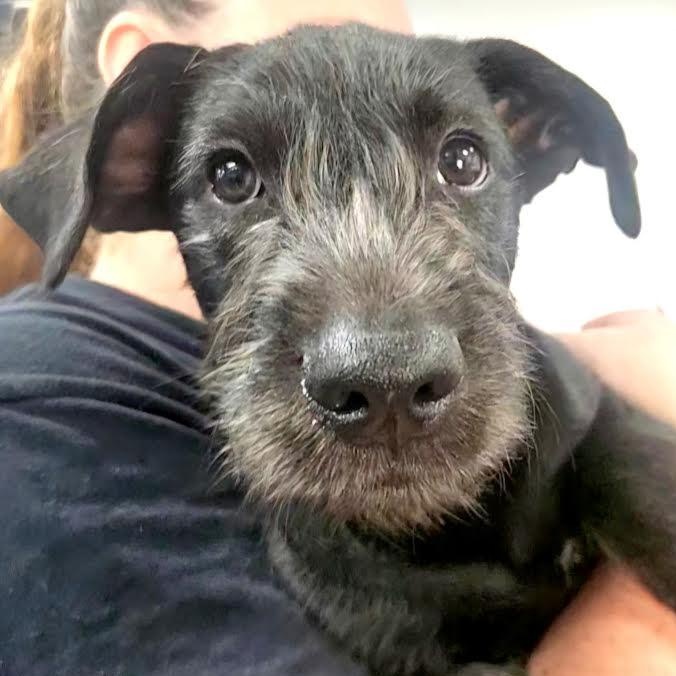 Sampson, adopted, Puppy Male Terrier & Mixed Breed.