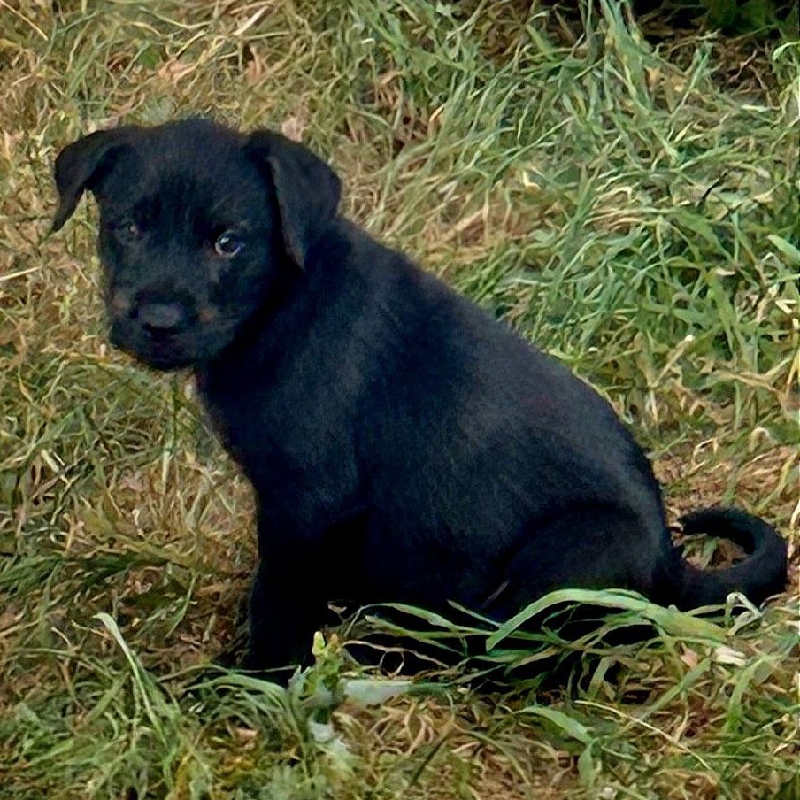 Sampson, an adopted mixed breed in CORPUS CHRISTI, TX image 2/4