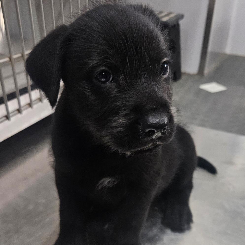 Sampson, an adopted mixed breed in CORPUS CHRISTI, TX image 3/4
