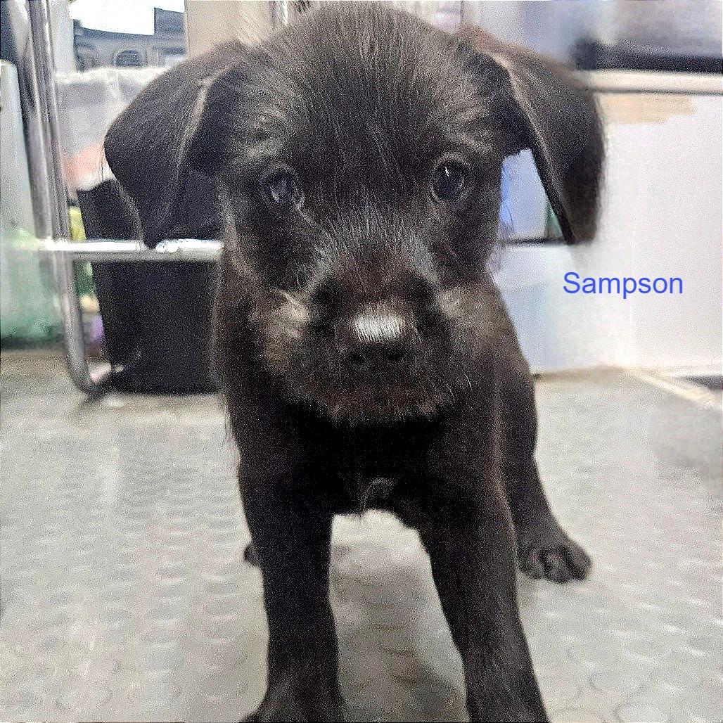 Sampson, an adopted mixed breed in CORPUS CHRISTI, TX image 4/4